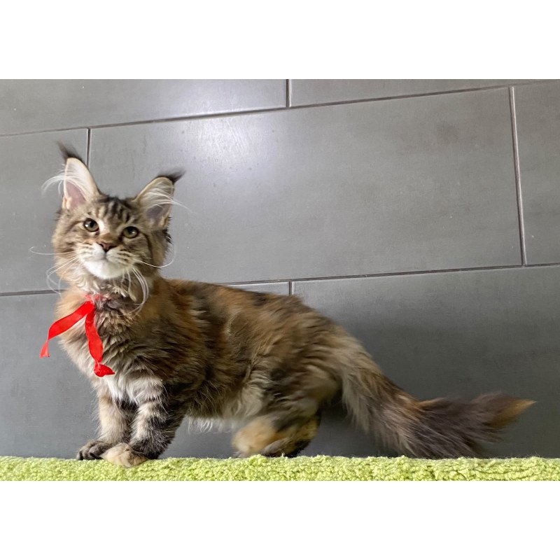 Maine Coon EZ Zero zero Six