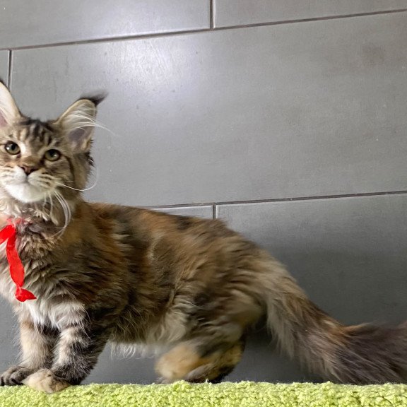 Maine Coon EZ Zero zero Six