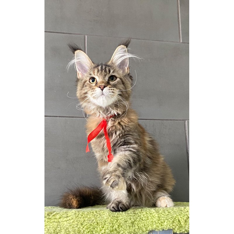 Maine Coon EZ Zero zero Six
