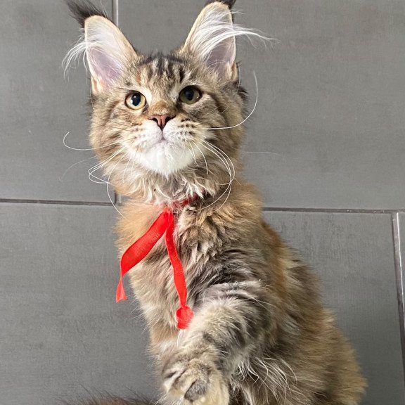 Maine Coon EZ Zero zero Six