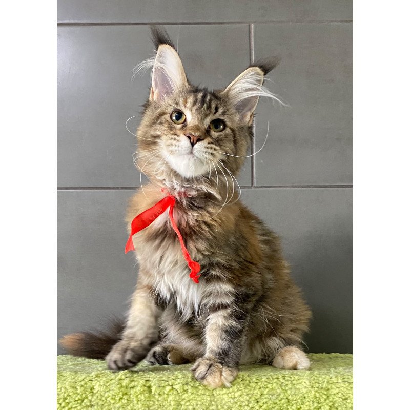 Maine Coon EZ Zero zero Six