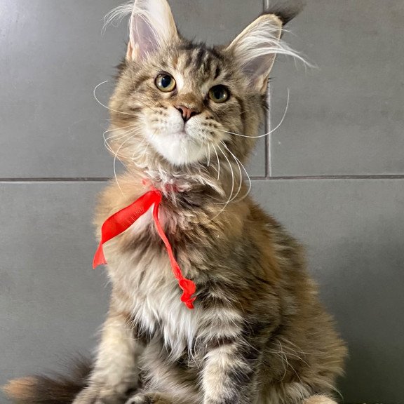 Maine Coon EZ Zero zero Six