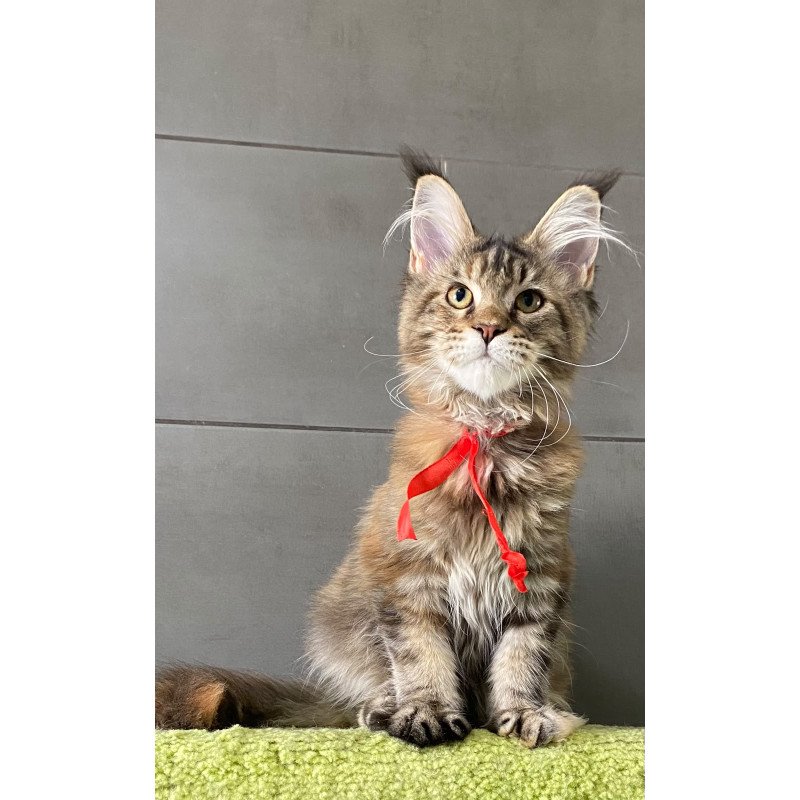 Maine Coon EZ Zero zero Six