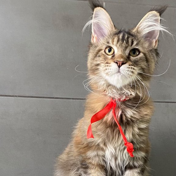 Maine Coon EZ Zero zero Six