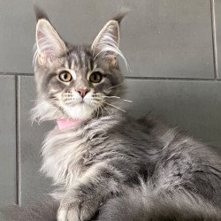 Maine Coon EZ Varna