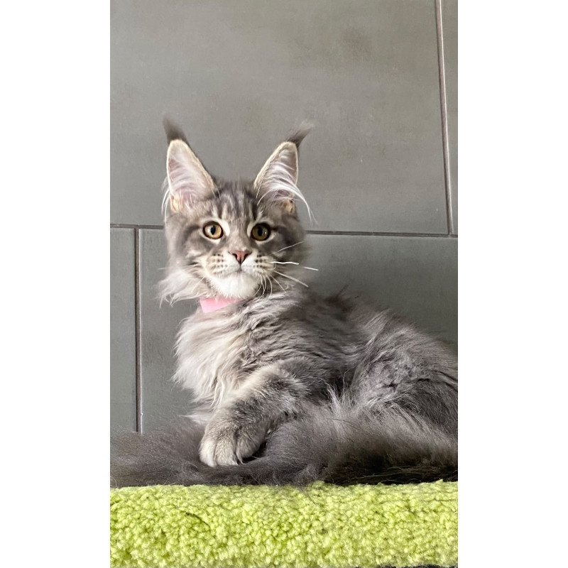 Maine Coon EZ Varna