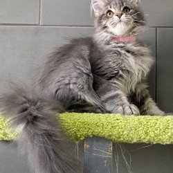 Maine Coon EZ Varna