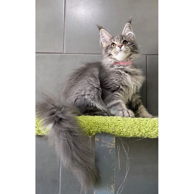 Maine Coon EZ Varna