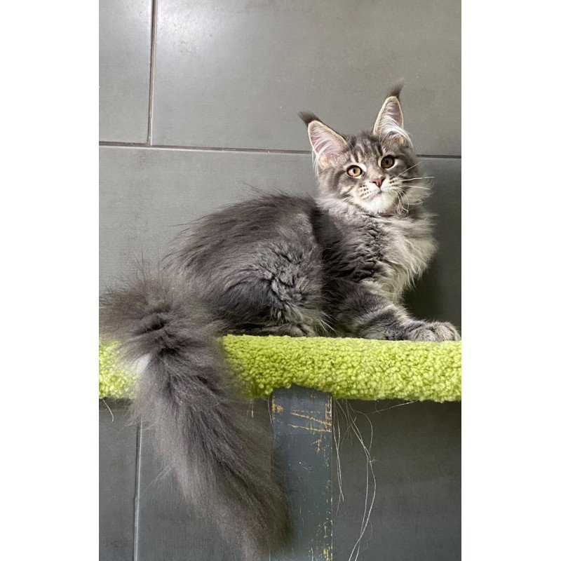 Maine Coon EZ Varna