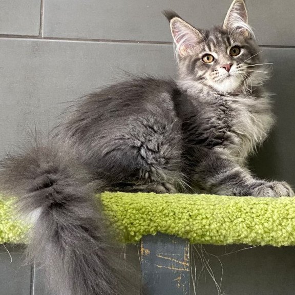 Maine Coon EZ Varna