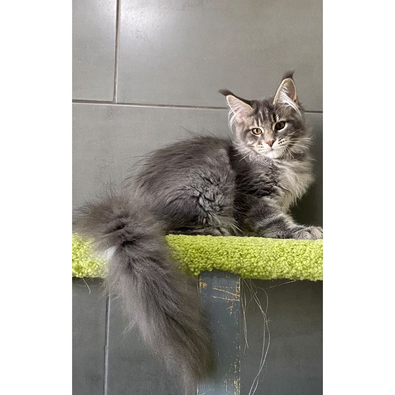 Maine Coon EZ Varna