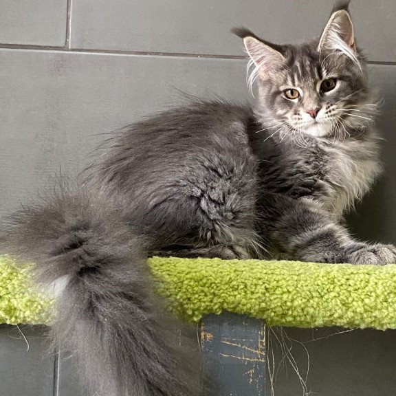 Maine Coon EZ Varna