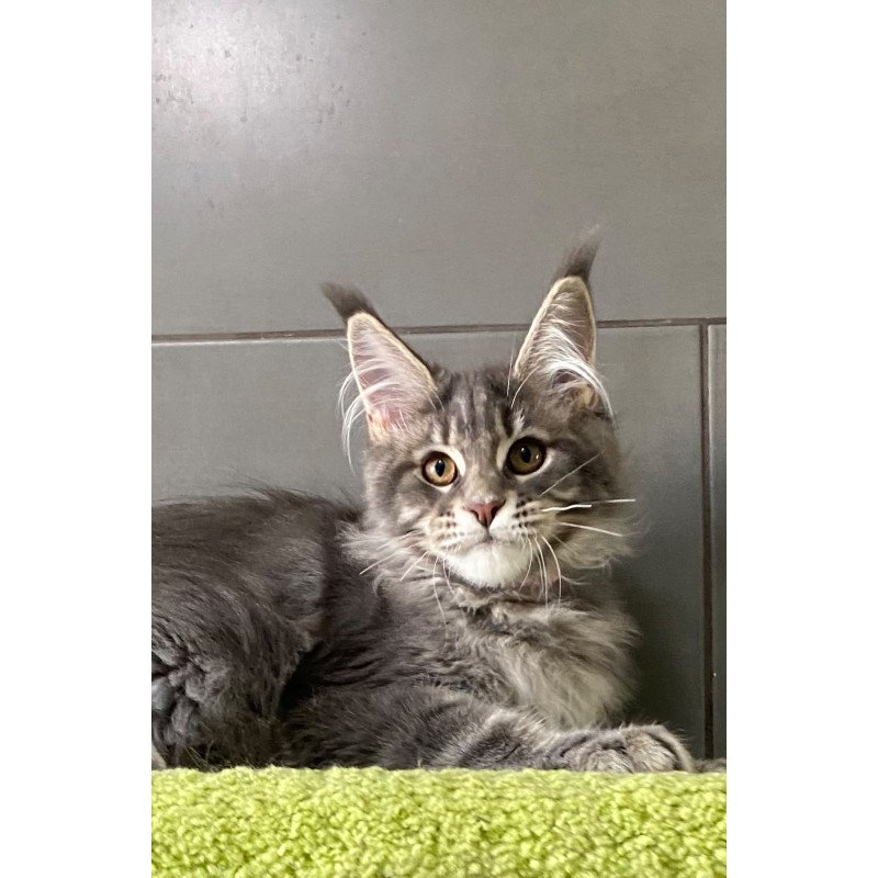 Maine Coon EZ Varna
