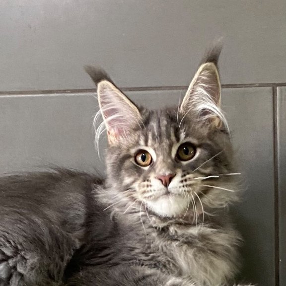 Maine Coon EZ Varna