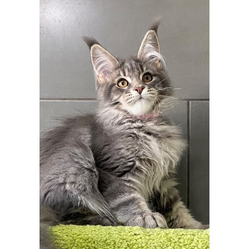 Maine Coon EZ Varna