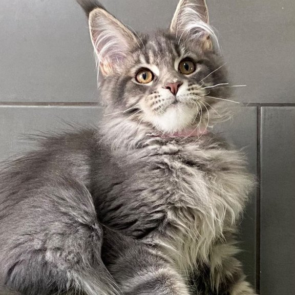 Maine Coon EZ Varna