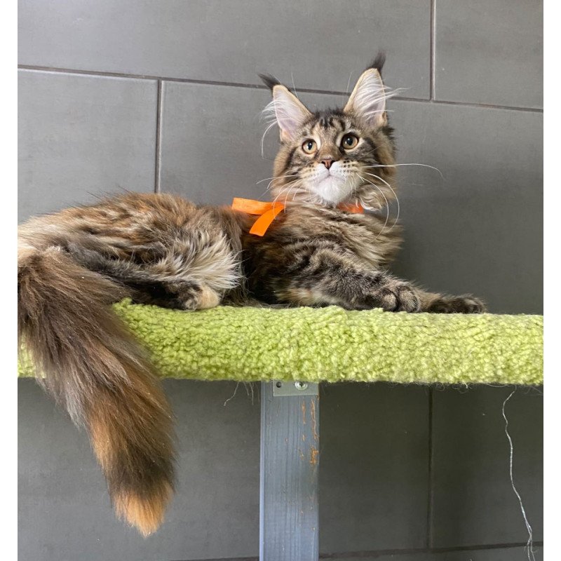 Maine Coon EZ Zero zero Eight