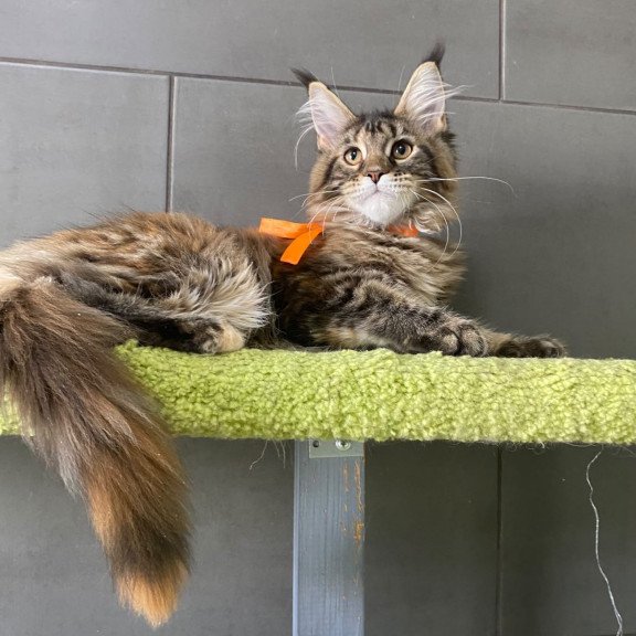 Maine Coon EZ Zero zero Eight