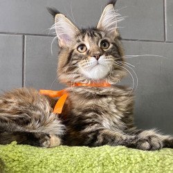 Maine Coon EZ Zero zero Eight