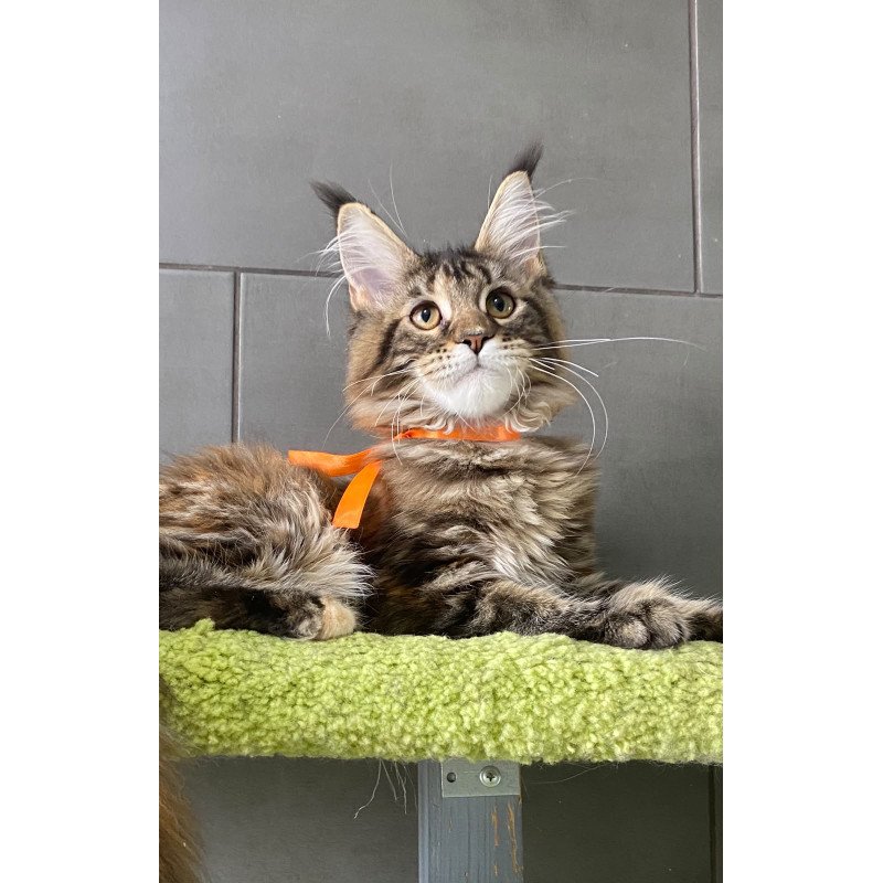 Maine Coon EZ Zero zero Eight