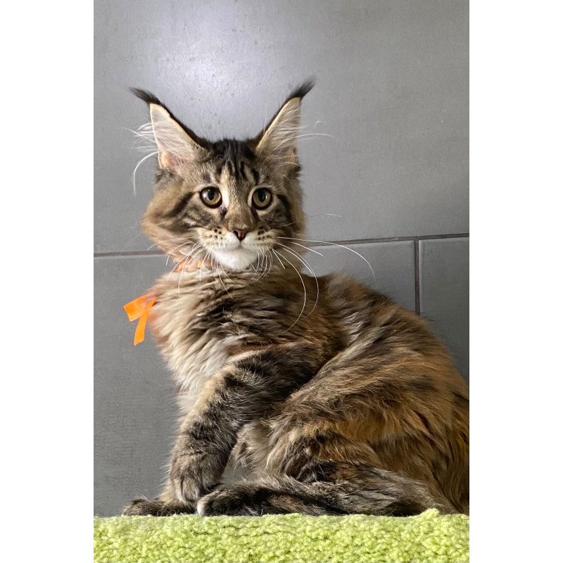 Maine Coon EZ Zero zero Eight