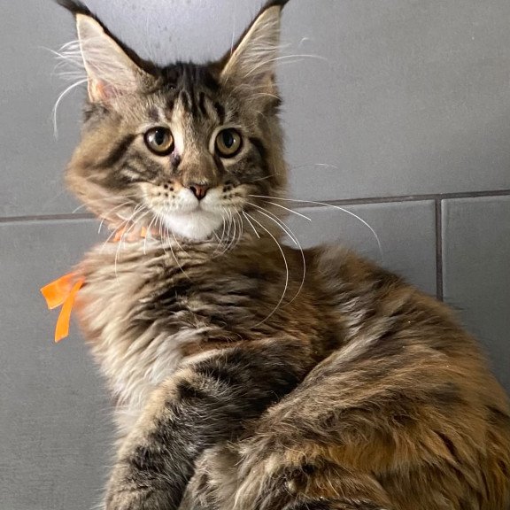Maine Coon EZ Zero zero Eight