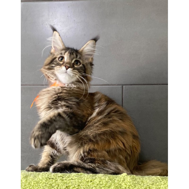 Maine Coon EZ Zero zero Eight