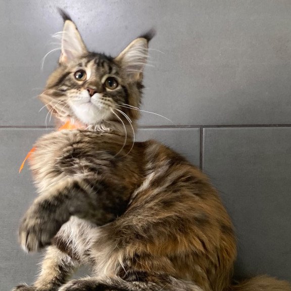Maine Coon EZ Zero zero Eight