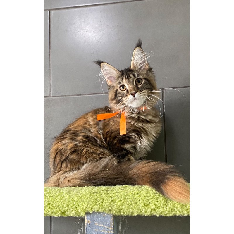 Maine Coon EZ Zero zero Eight