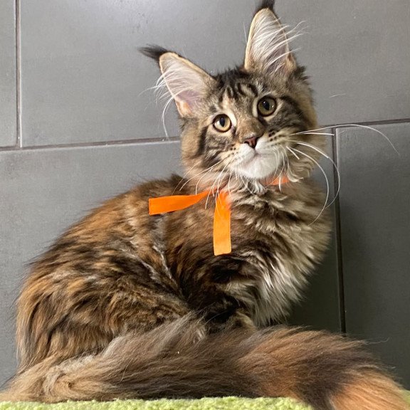 Maine Coon EZ Zero zero Eight