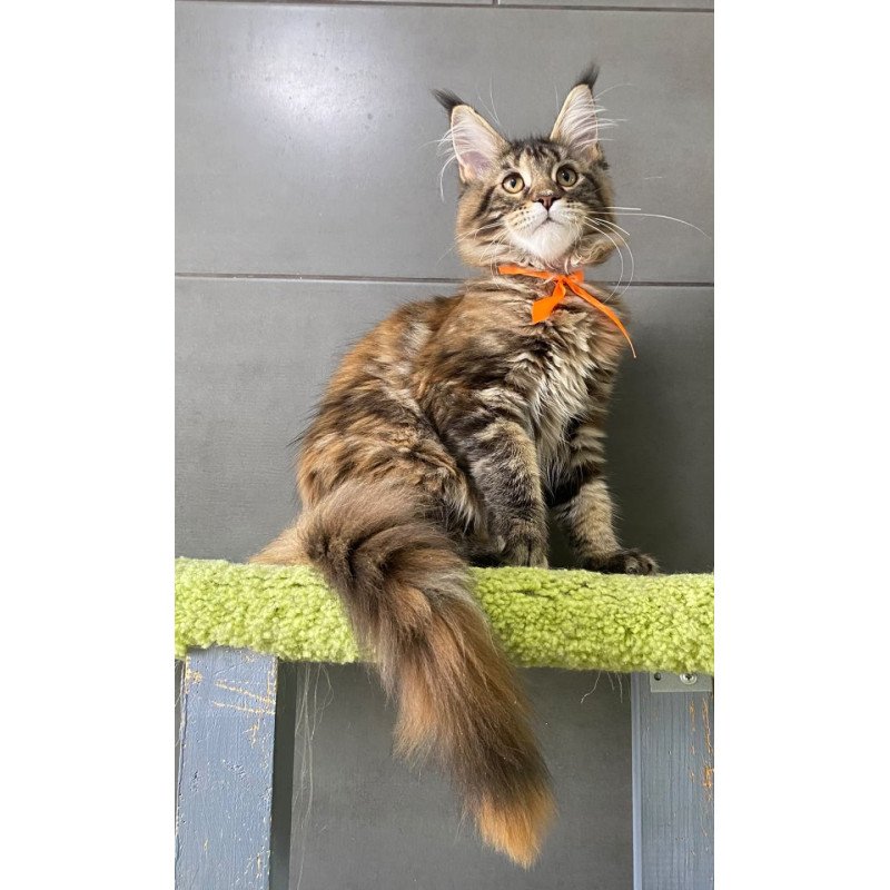 Maine Coon EZ Zero zero Eight