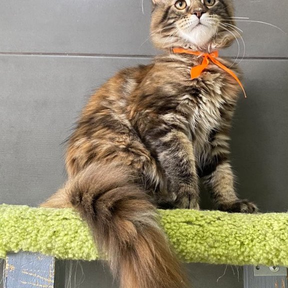Maine Coon EZ Zero zero Eight