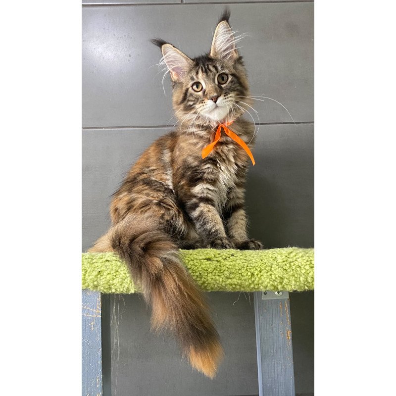 Maine Coon EZ Zero zero Eight
