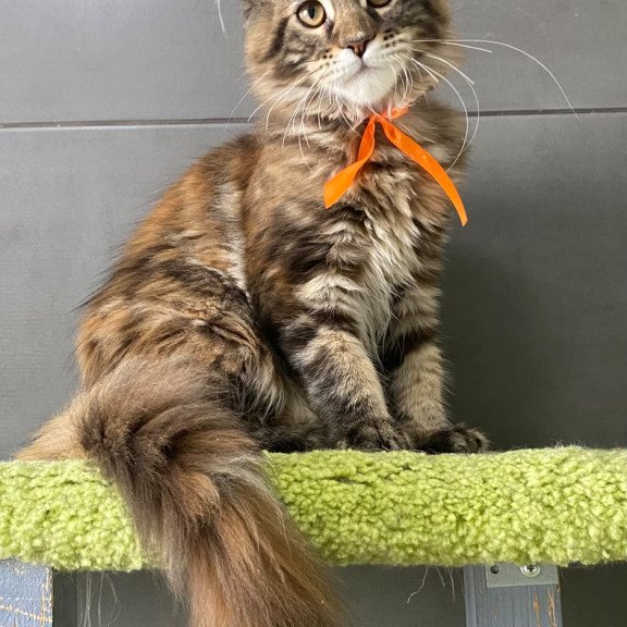 Maine Coon EZ Zero zero Eight