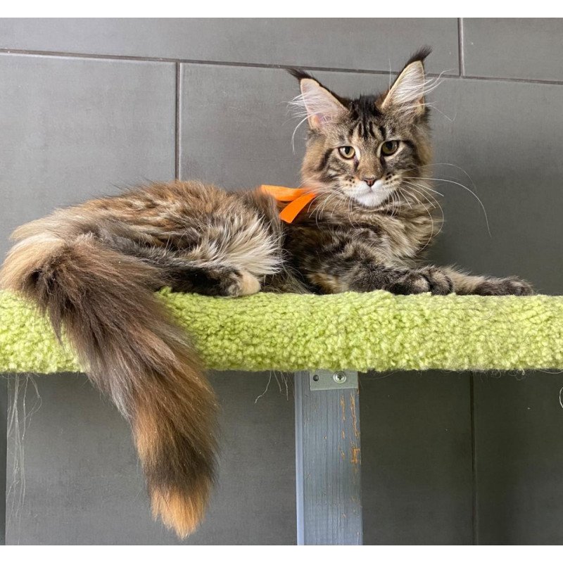 Maine Coon EZ Zero zero Eight