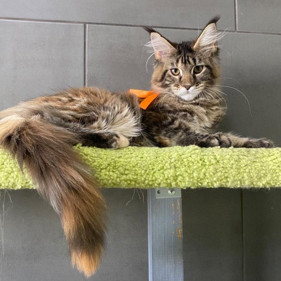 Maine Coon EZ Zero zero Eight