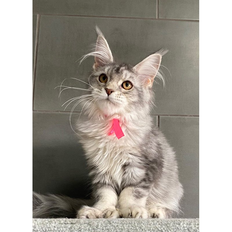 Maine Coon EZ Tartu Polydactyl