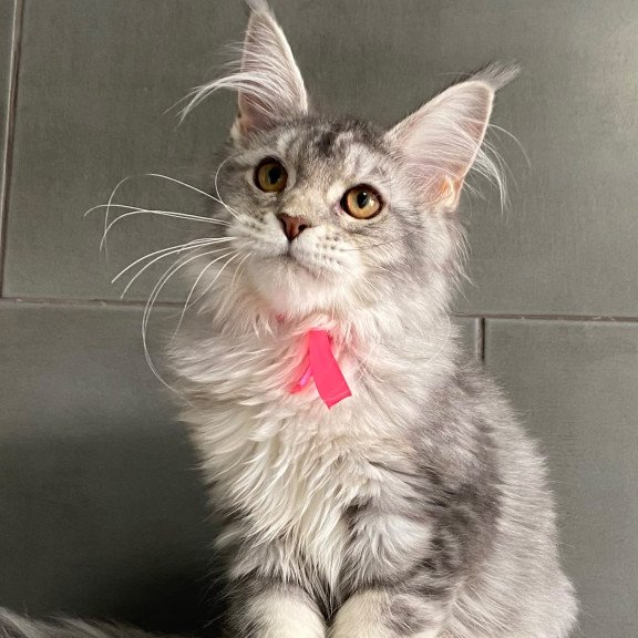Maine Coon EZ Tartu Polydactyl