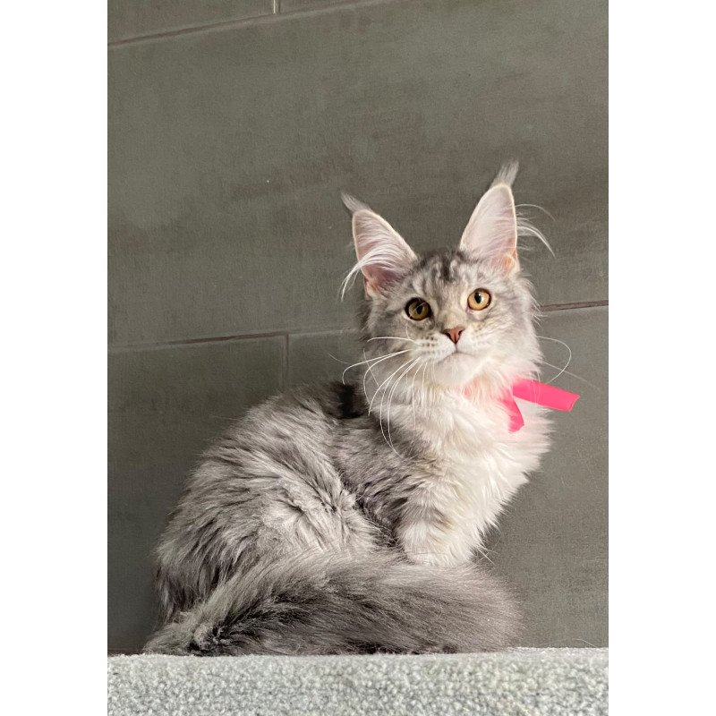 Maine Coon EZ Tartu Polydactyl