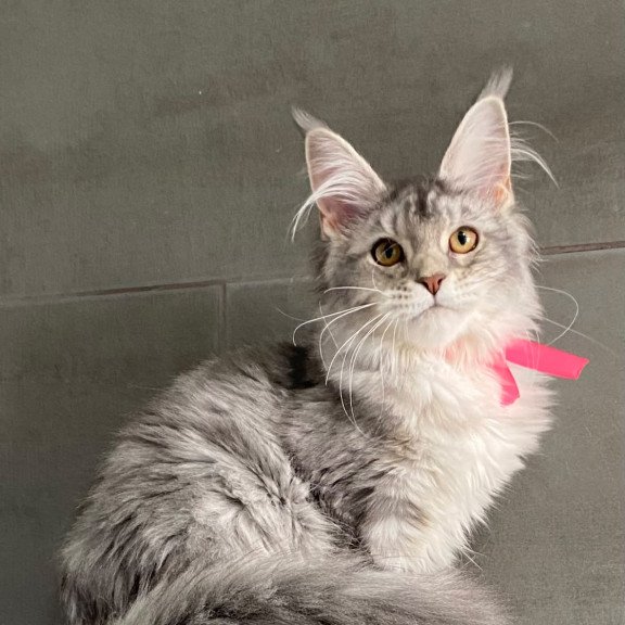 Maine Coon EZ Tartu Polydactyl