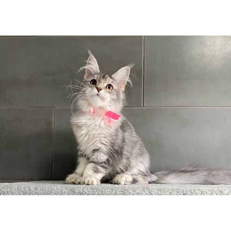 Maine Coon EZ Tartu Polydactyl