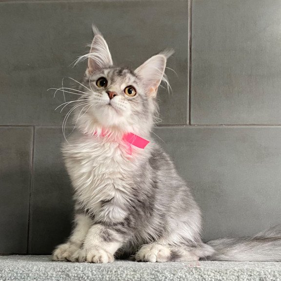 Maine Coon EZ Tartu Polydactyl