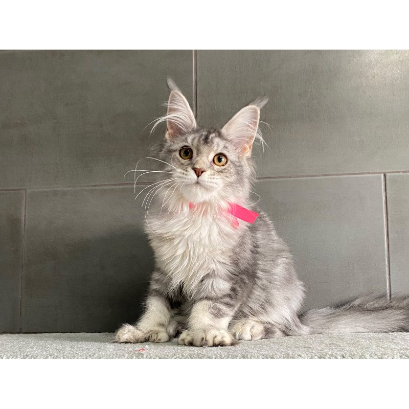 Maine Coon EZ Tartu Polydactyl