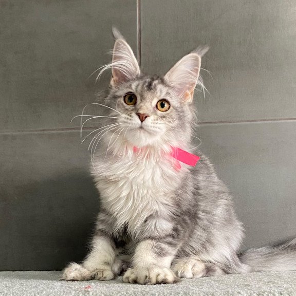 Maine Coon EZ Tartu Polydactyl
