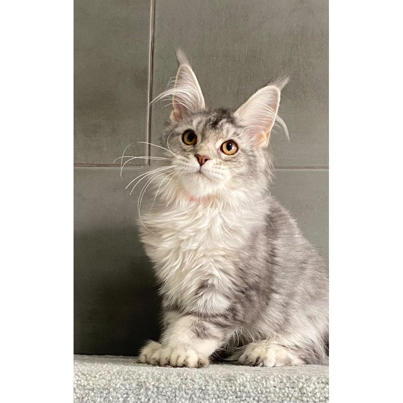 Maine Coon EZ Tartu Polydactyl