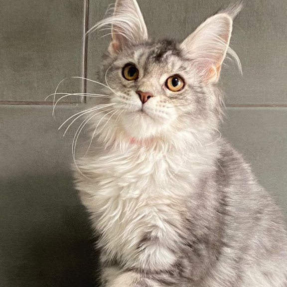 Maine Coon EZ Tartu Polydactyl