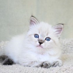 Siberian EZ Kassey