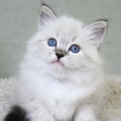 Siberian EZ Kassey