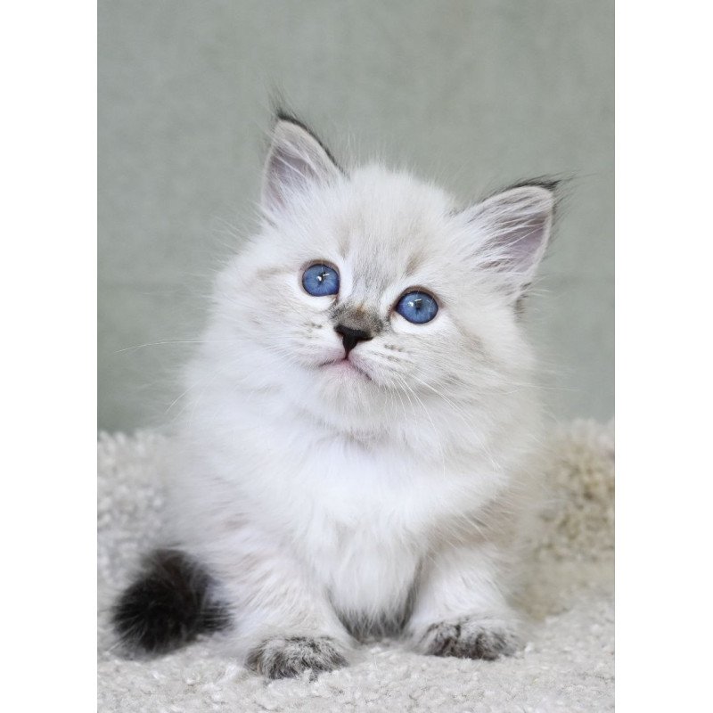 Siberian EZ Kassey