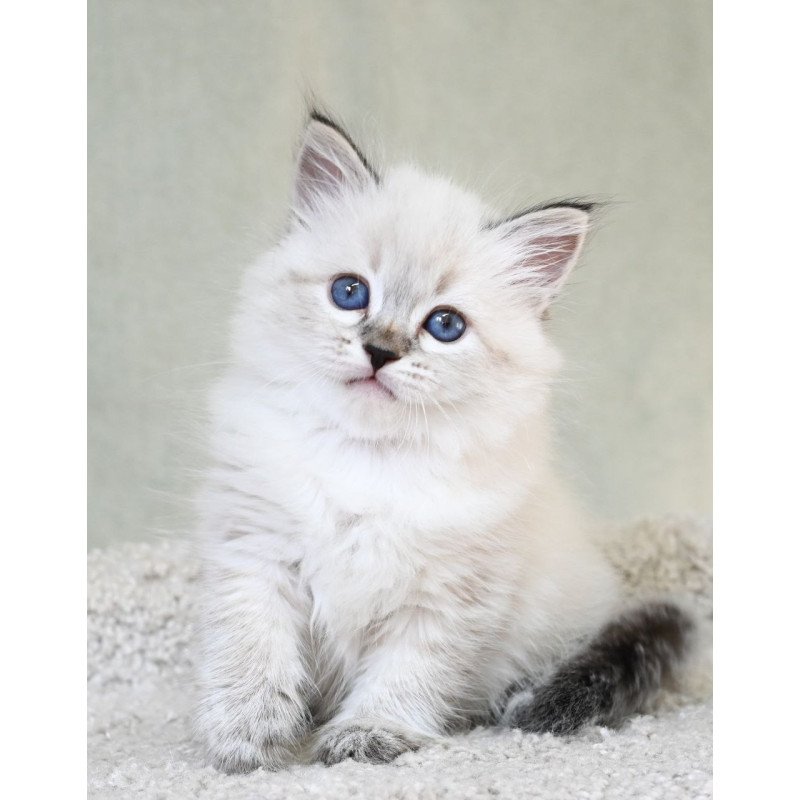 Siberian EZ Kassey